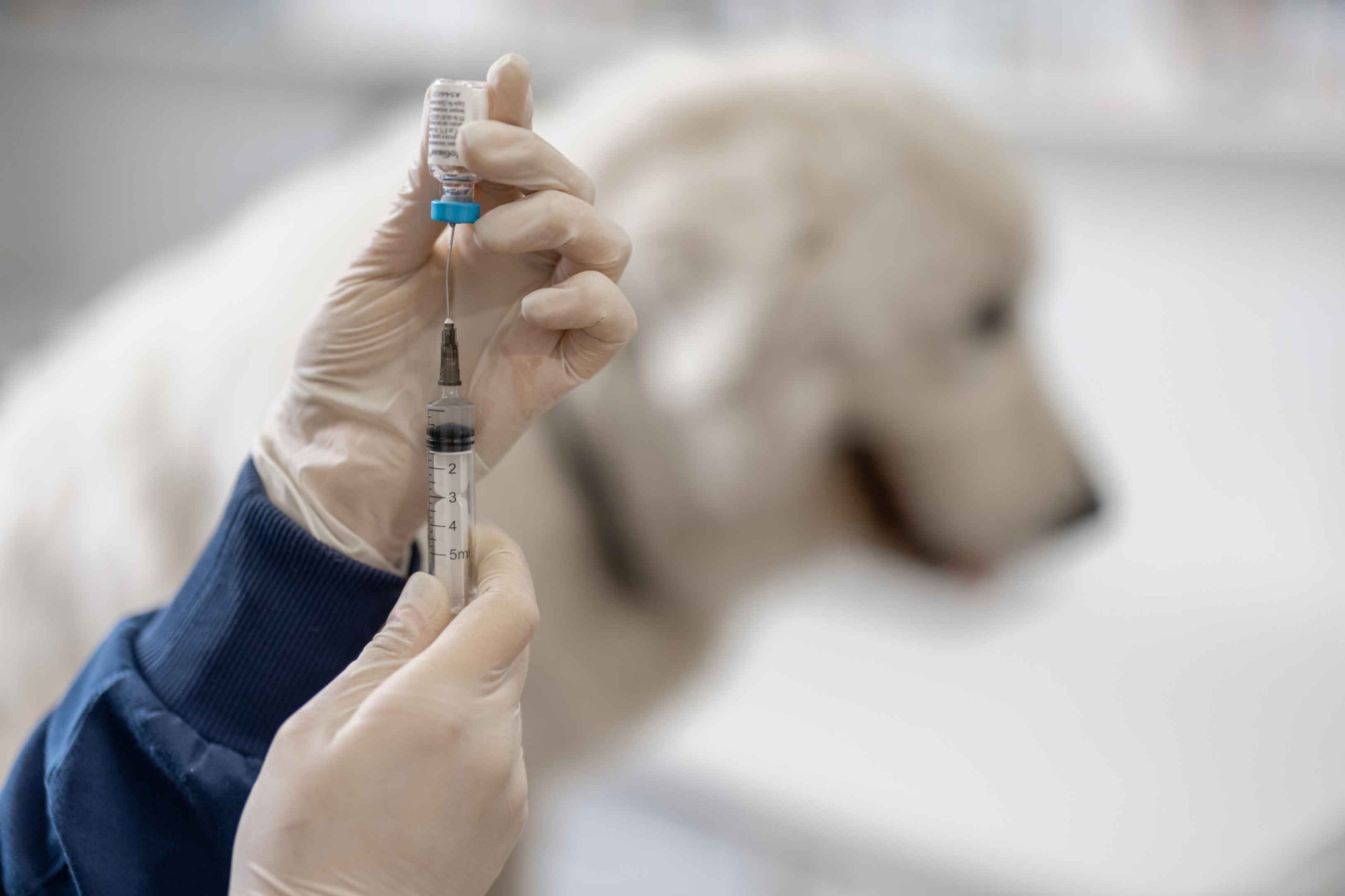 Dog Bite Treatment: When to Get a Rabies Shot | Periville Pharmacy